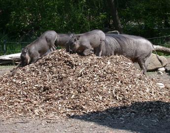 Warthogs & Mulch Pile