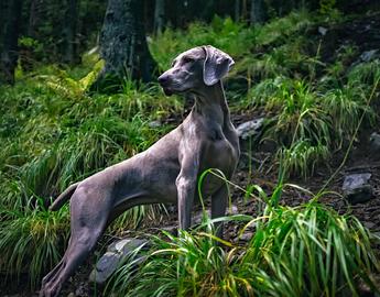Weimaraner