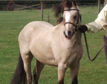 Welsh Pony