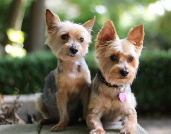 Yorkshire Terrier