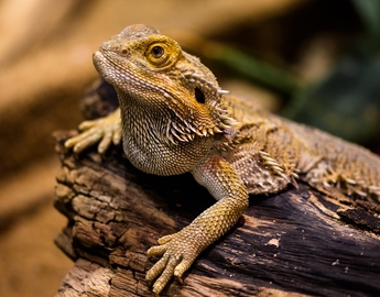 Bearded Dragon