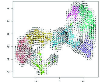 RNA Velocity Plot from Shin et al 2020