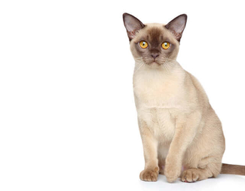 Burmese  