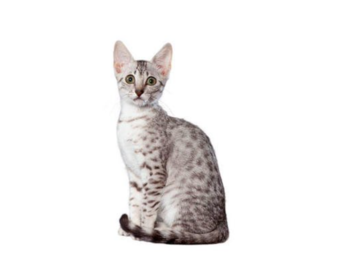 Egyptian Mau  