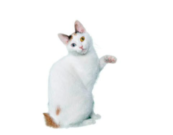 Japanese Bobtail  