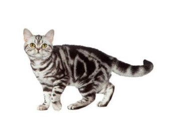 American Shorthair