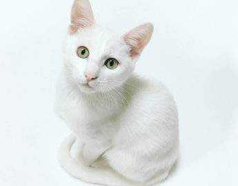 Domestic Short Hair   