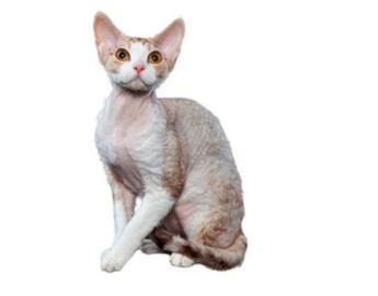 Devon Rex  