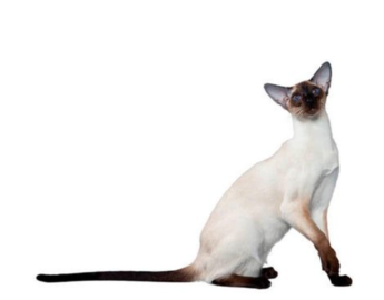 Siamese  