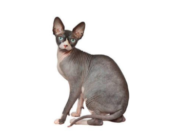 Sphynx  