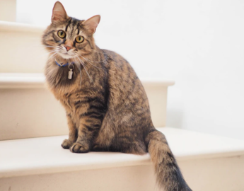 Domestic Longhair 