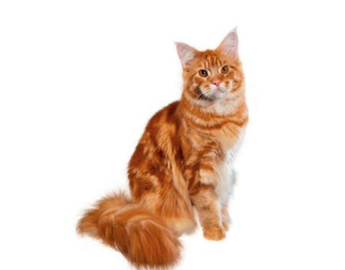 Maine Coon   