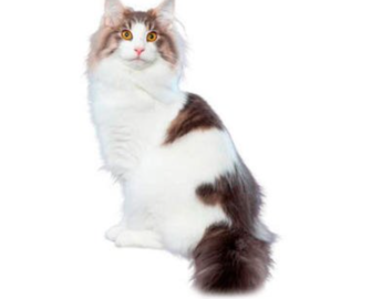 Norwegian Forest Cat  
