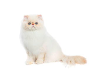 Himalayan  