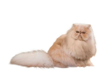 Persian   