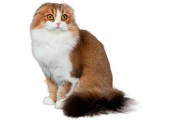 Scottish Fold  