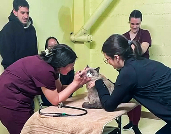 Vet med students get hands-on experience in the community
