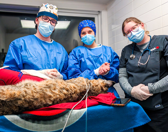 Vet med profs give injured bobcat a second chance at life