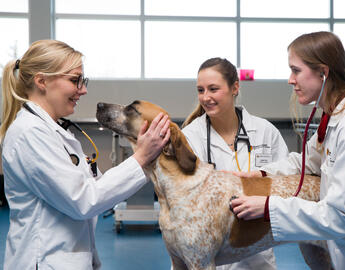 Veterinary students in white coats petting a dog