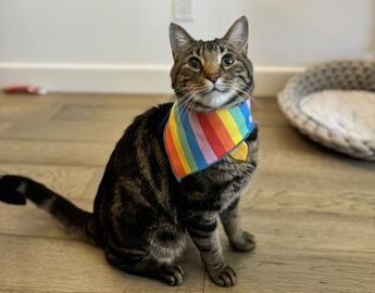 Brown tabby cat wearing a Pride rainbow bandana