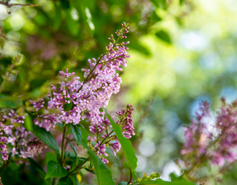 Purple lilacs 
