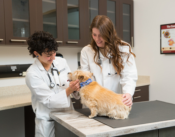 Students performing a check up on a small dog