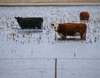 cows standing in a flooded pasture