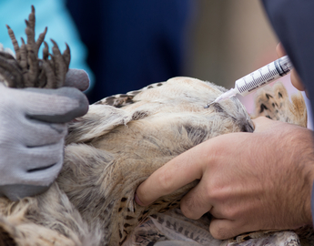 Bird receiving an injection